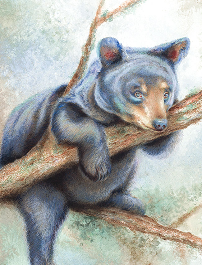 Baby black bear cub